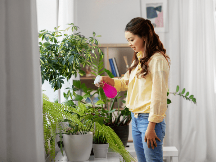 Hnojenie rastlín na kvet vs. na rast